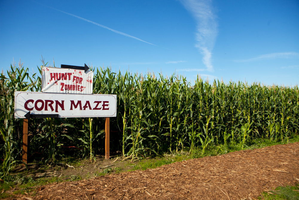 ANW_Corn Maze_10