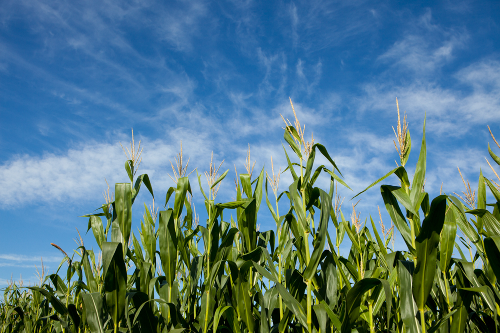 Corn Maze