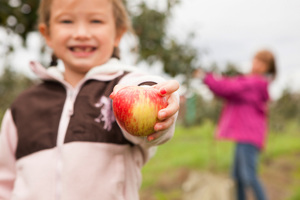 Apple Picking