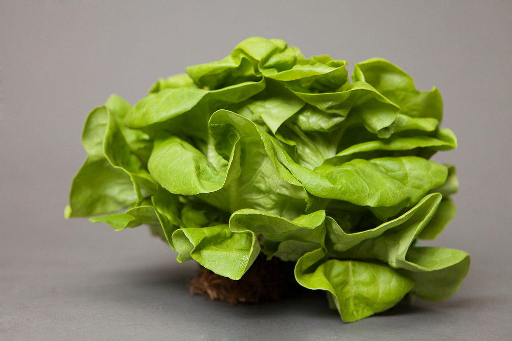 Baby Lettuce