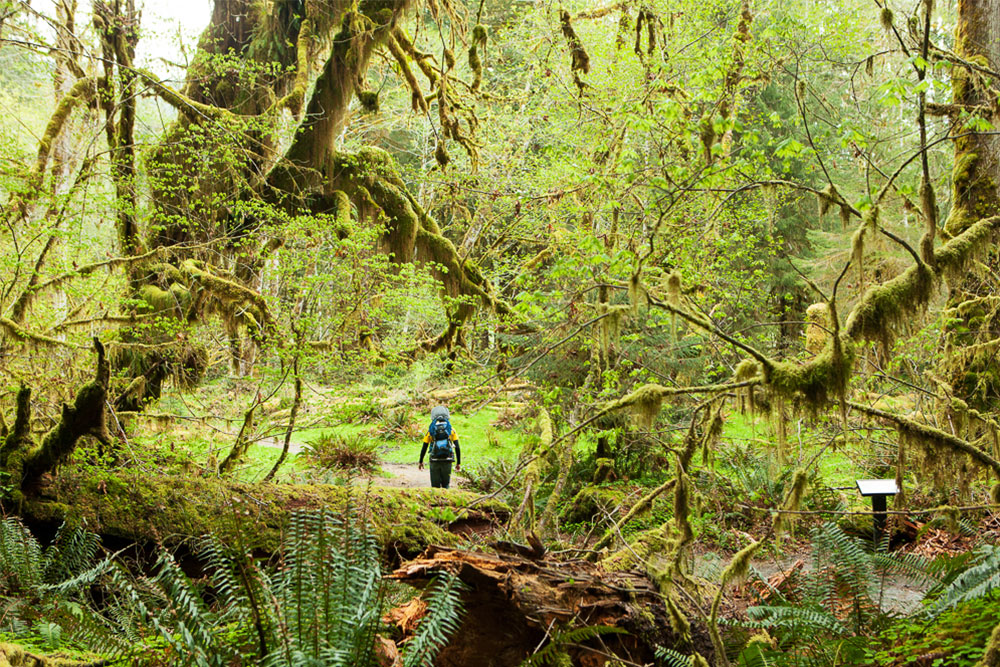 Hiking in the Hoh Rainforest