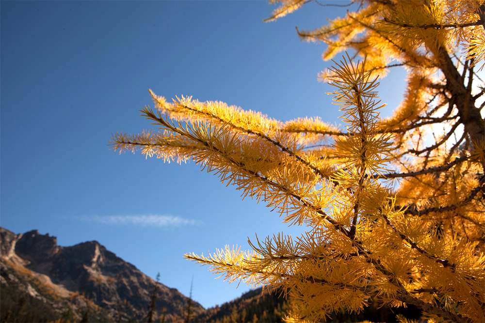 Autumn’s True Gold Hiking to See Washington’s Alpine Larches-alpine larch hikes