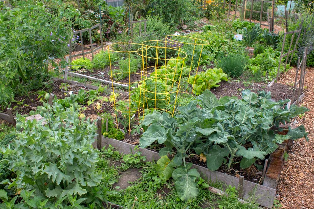 northwest vegetable garden