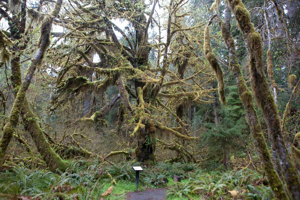 national parks - olympic national park